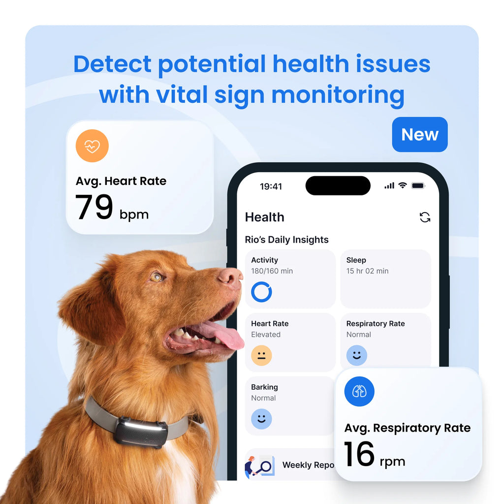 Rastreador Inteligente GPS Para Perro Con Monitoreo De Signos Vitales (Menta)